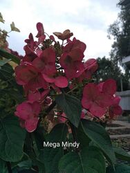 #8: Мега Мінді