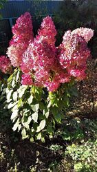 #9: Фрайз мелба 