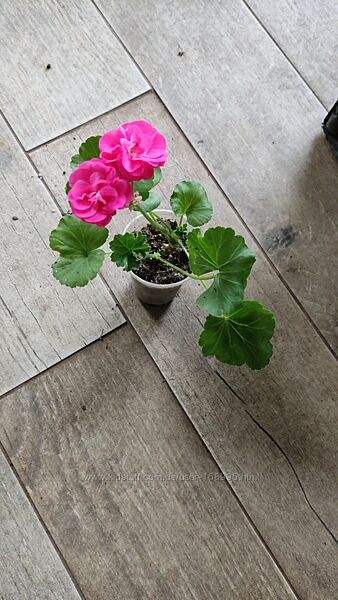  пеларгоніі розебудні Rosalinda,  довге та рясне цвітіння 