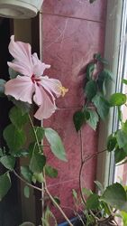 #6: гибискус