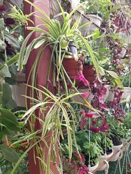 #9: хлорофитум