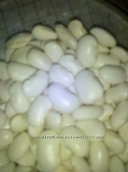 фасоль, квасоля
