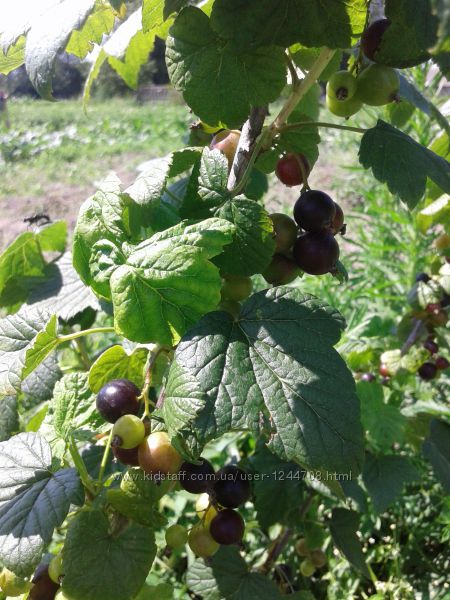 Саженцы смородины крупной.