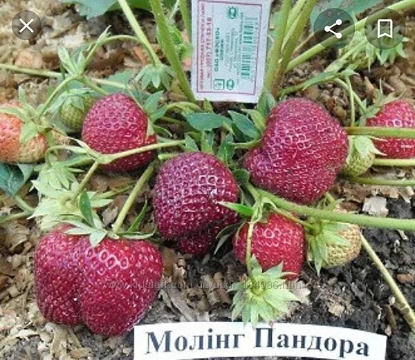 Клубника молинг пандора 