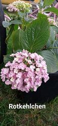 Гортензія Hovaria Hopcorn 