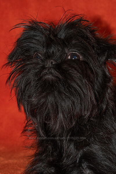 Питомник предлагает мальчика аффенпинчера.