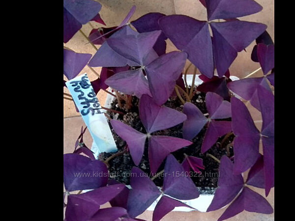 Кислица разные сорта