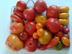 Розпродаж насіння колекційних помідор, семена помидор,21сорт всього за 200г