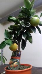 Комнатные цитрусовые растения лимон, мандарин, кумкват, Нидерланды.