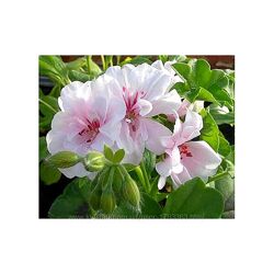#3: Blanshe rose