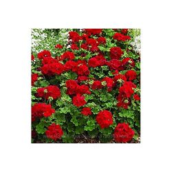 #4: Calliope red