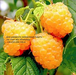 Желтая жовта малина ремонтантная красная саженцы малины