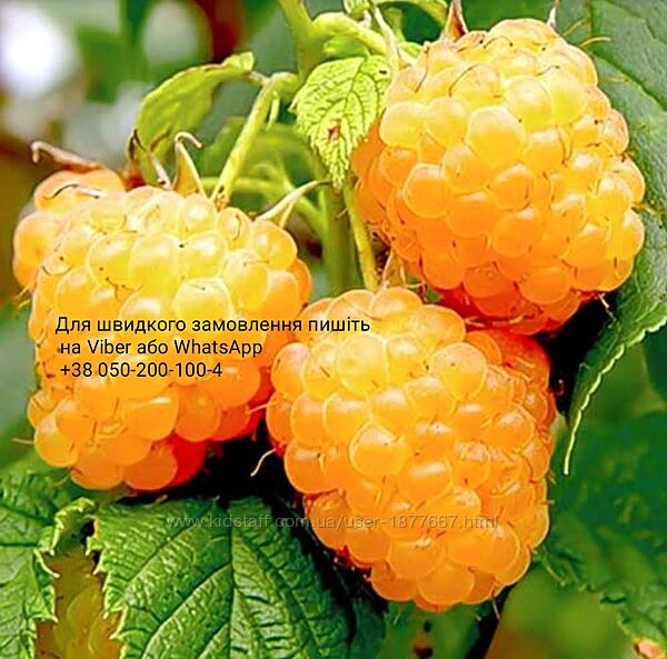 Желтая жовта малина ремонтантная красная саженцы малины