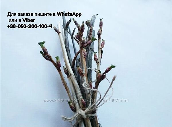 Веточки смородины для грызунов шиншил крыс хомяков лакомство корм палочки ч