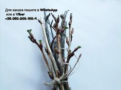 Смородина чай веточки фито чай гілочки смородини смородины пагони побеги