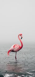 Живые фото на iPhone и iPad. Как на фото добавить движение Дмитрий Мигунов