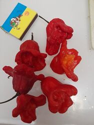 Перець Корона єпископа насіння