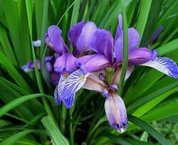 Набір багаторічників для клумби