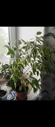 Фікус бенджоміна 