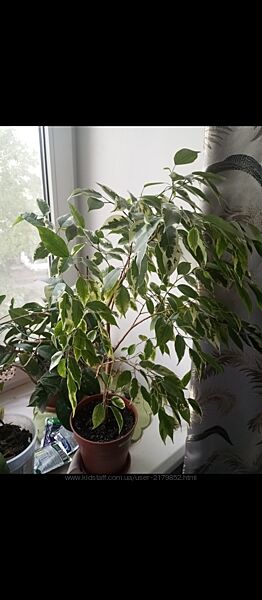 Фікус бенджоміна 