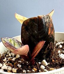 Замиокулькас блек пинк оранж