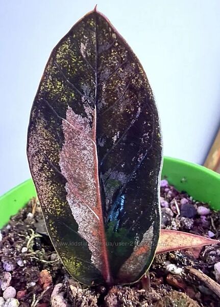 Замиокулькас блек сильвер с деткой