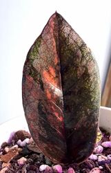 Замиокулькас блек пинк с деткой