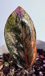 Замиокулькас блек пинк сильвер с деткой