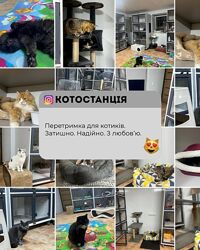 Перетримка та готель для котиків