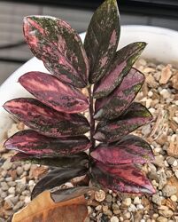 Замиокулькас Блек Пинк ветка