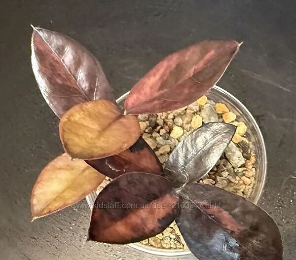 Замиокулькас Блек Пинк подросшие