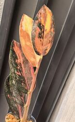 Замиокулькас Блек Пинк оранж ветка