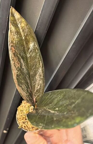 Змиокулькас Блек Пинк Сильвер веточка с корешками 