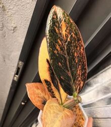 Замиокулькас Мультиколор веточка с корешками и листиками