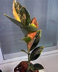 Замиокулькас Мультиколор большая веточка