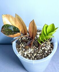 Замиокулькас Блек оранж