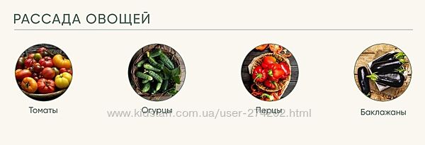  Рассада без досады Овощная рассада Анна Акинина