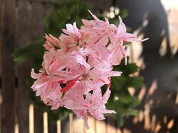 Пеларгонія Rockley