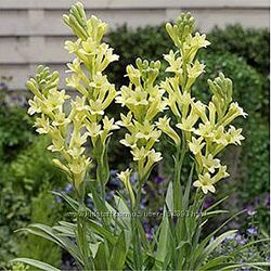 Тубероза жовта